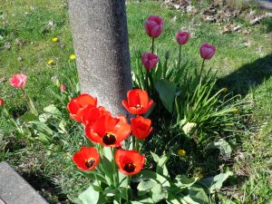 PA tulips